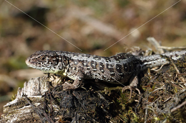 Zandhagedis (Lacerta agilis)