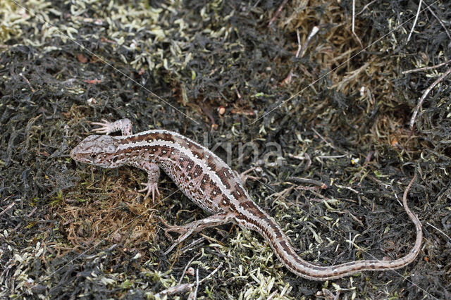 Zandhagedis (Lacerta agilis)