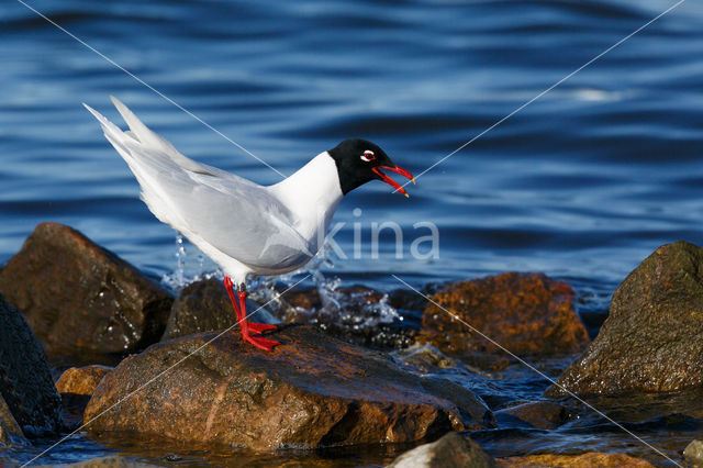 Zwartkopmeeuw (Larus melanocephalus)