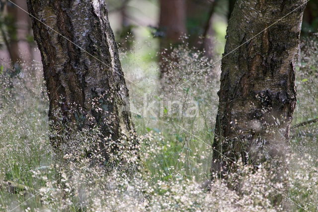 Berk (Betula)