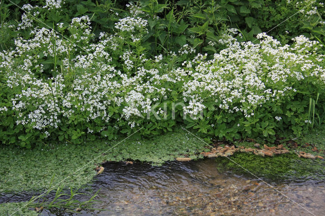 Bittere veldkers (Cardamine amara)