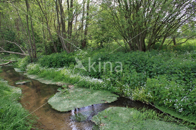 Bittere veldkers (Cardamine amara)