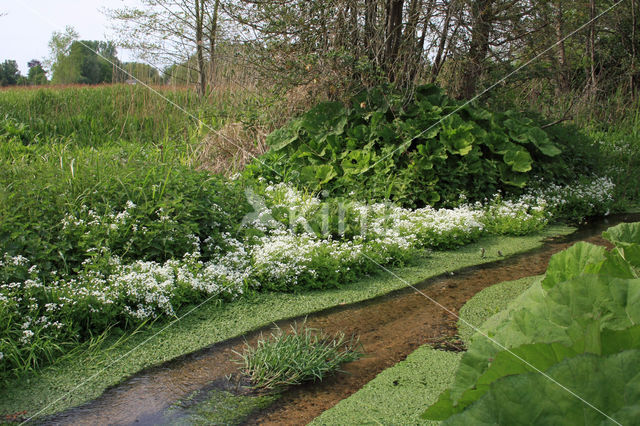 Bittere veldkers (Cardamine amara)