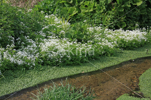 Bittere veldkers (Cardamine amara)