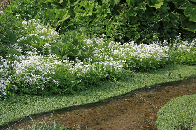 Large Bitter-cress (Cardamine amara)