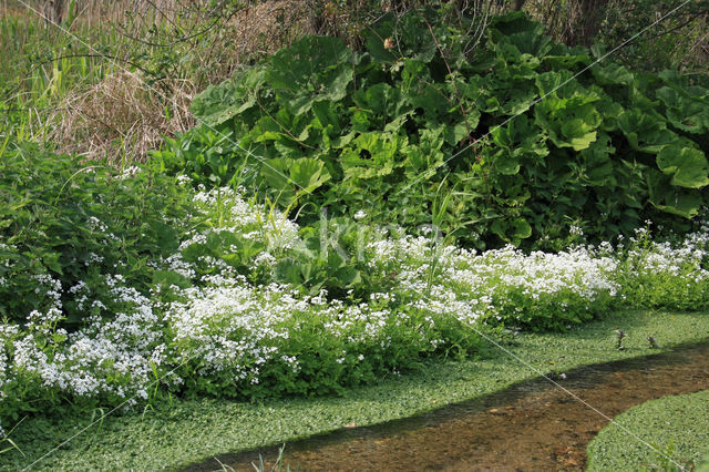 Bittere veldkers (Cardamine amara)