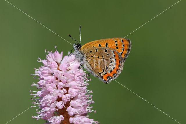 Blauwe vuurvlinder (Lycaena helle)