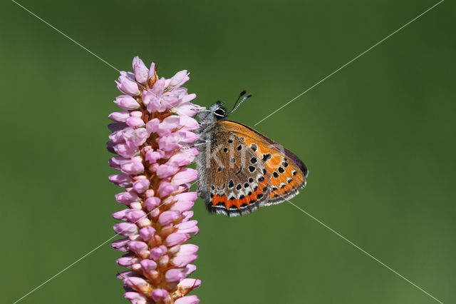 Blauwe vuurvlinder (Lycaena helle)