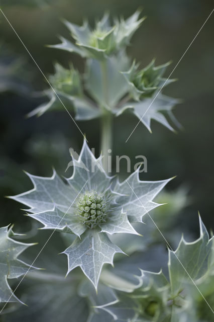 Blauwe zeedistel (Eryngium maritimum)