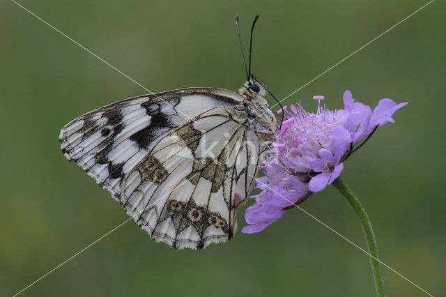 Dambordje (Melanargia galathea)