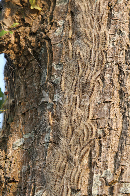 Eikenprocessierups (Thaumetopoea processionea)