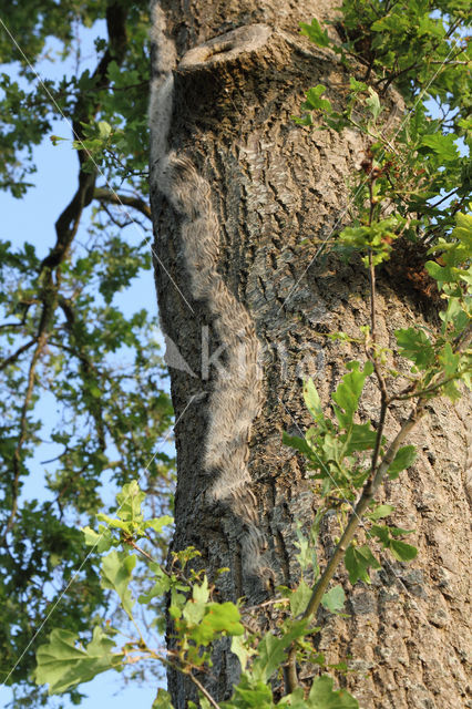 Eikenprocessierups (Thaumetopoea processionea)