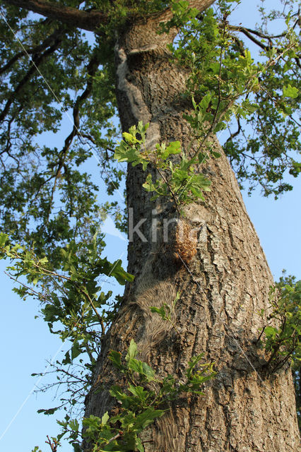 Eikenprocessierups (Thaumetopoea processionea)