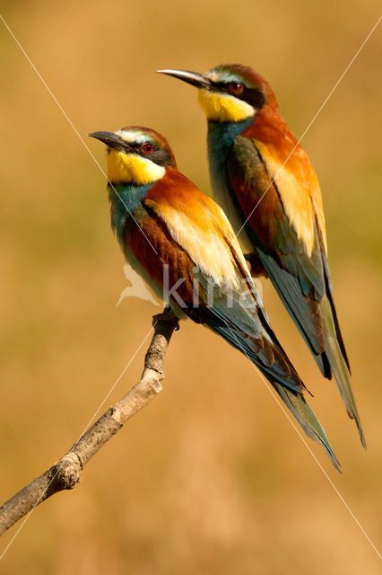 European Bee-eater (Merops apiaster)