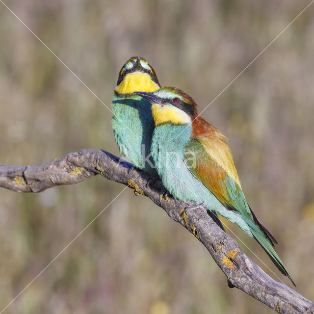 European Bee-eater (Merops apiaster)