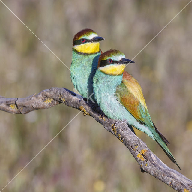 European Bee-eater (Merops apiaster)