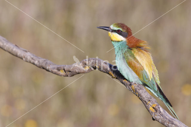 European Bee-eater (Merops apiaster)