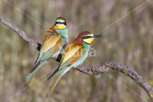 Europese Bijeneter (Merops apiaster)