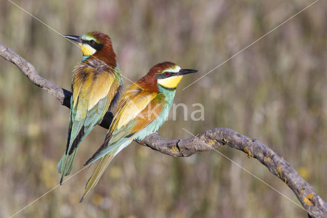 Europese Bijeneter (Merops apiaster)