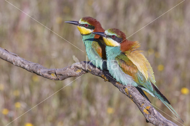 Europese Bijeneter (Merops apiaster)