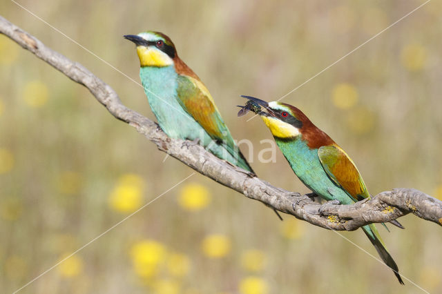 European Bee-eater (Merops apiaster)