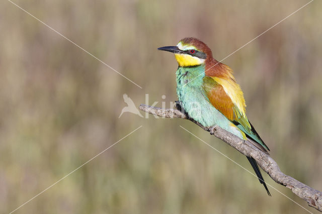 European Bee-eater (Merops apiaster)