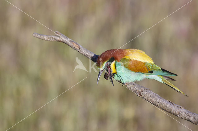 European Bee-eater (Merops apiaster)