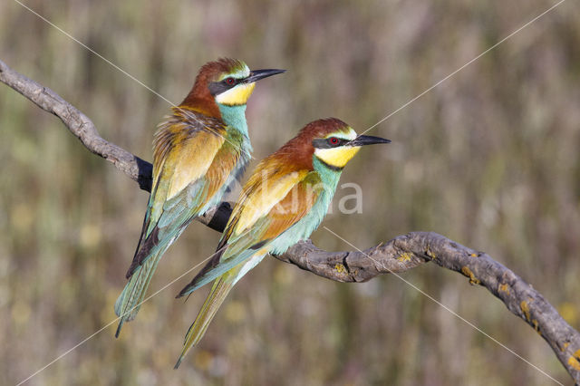 European Bee-eater (Merops apiaster)