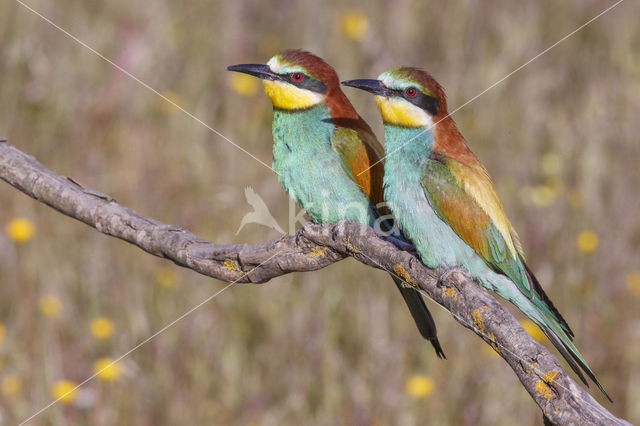 European Bee-eater (Merops apiaster)