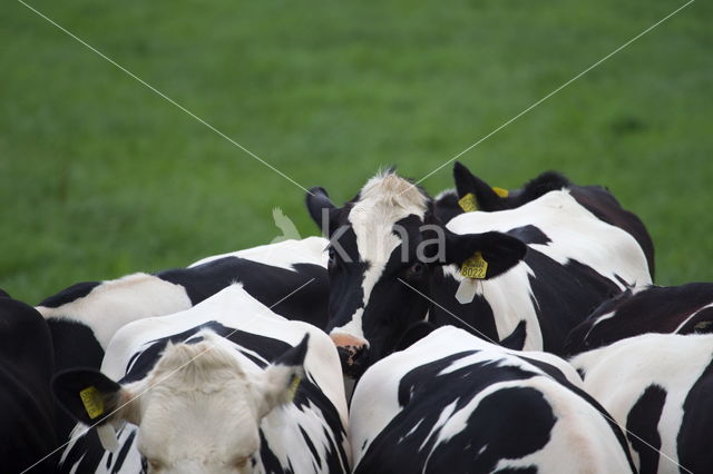 Mottled Cow (Bos domesticus)