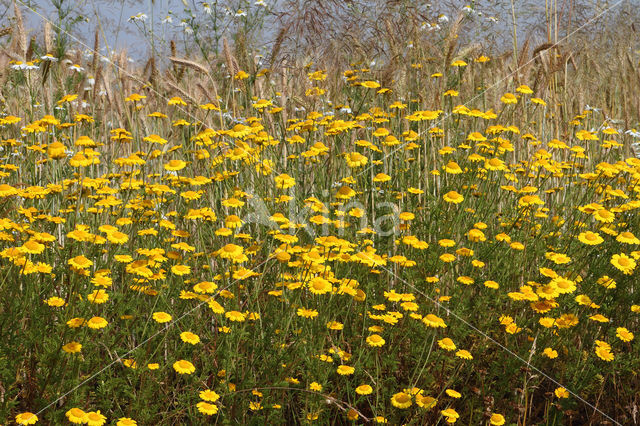 Gele kamille (Anthemis tinctoria)