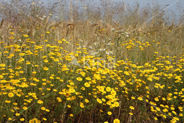 Gele kamille (Anthemis tinctoria)