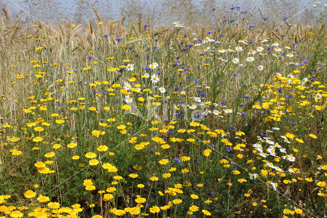 Gele kamille (Anthemis tinctoria)