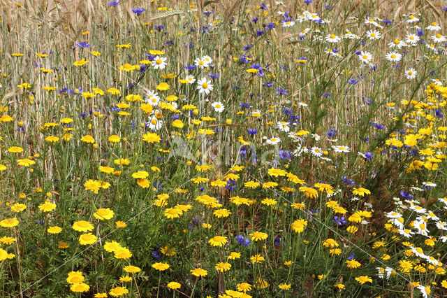 Gele kamille (Anthemis tinctoria)