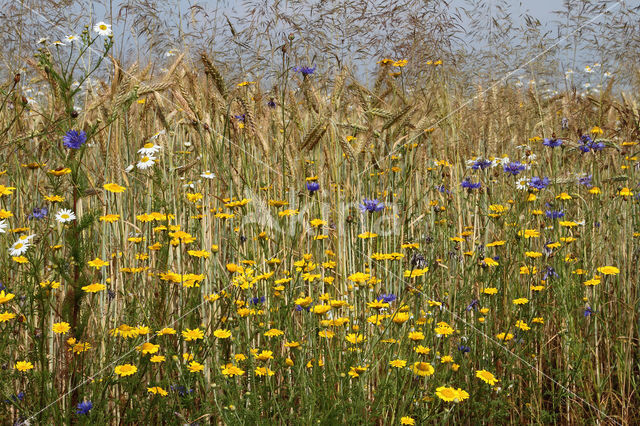 Gele kamille (Anthemis tinctoria)