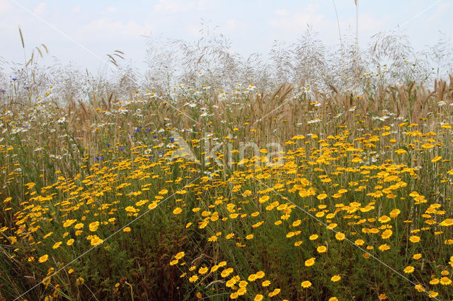 Yellow Chamomile (Anthemis tinctoria)