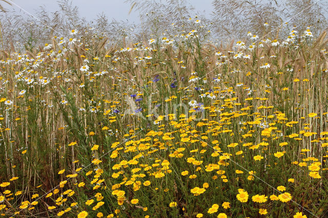 Gele kamille (Anthemis tinctoria)