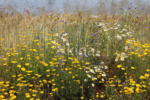 Gele kamille (Anthemis tinctoria)