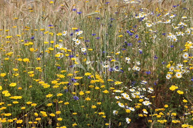 Gele kamille (Anthemis tinctoria)