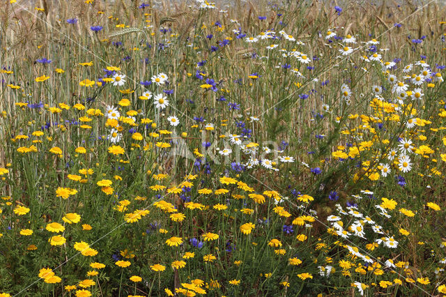 Yellow Chamomile (Anthemis tinctoria)