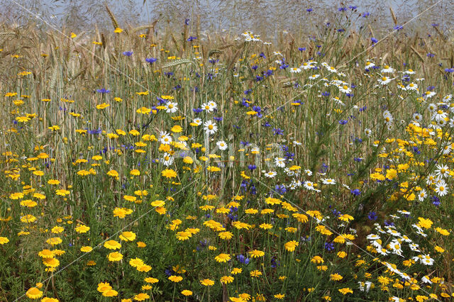 Gele kamille (Anthemis tinctoria)