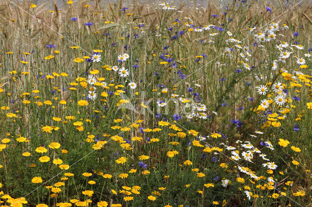 Yellow Chamomile (Anthemis tinctoria)