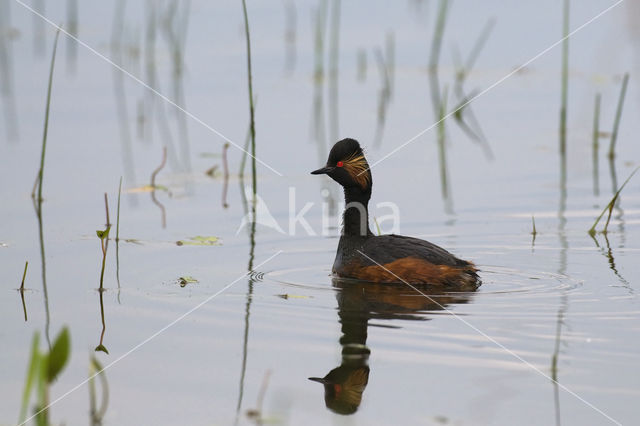 Geoorde Fuut (Podiceps nigricollis)