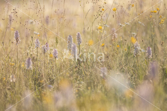 Spotted orchid (Dactylorhiza maculata)