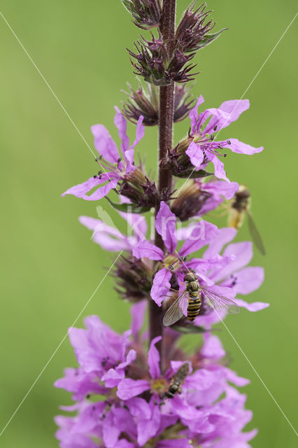 Gewone kattenstaart (Lythrum salicaria)