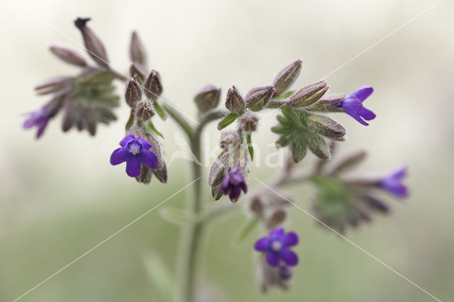 Gewone ossentong (Anchusa officinalis)