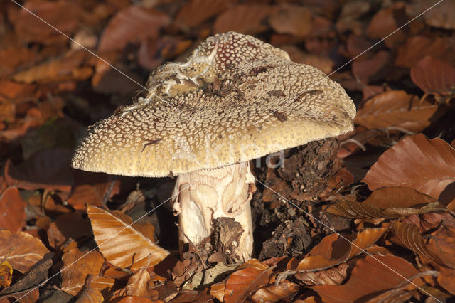 Grauwe amaniet (Amanita excelsa)