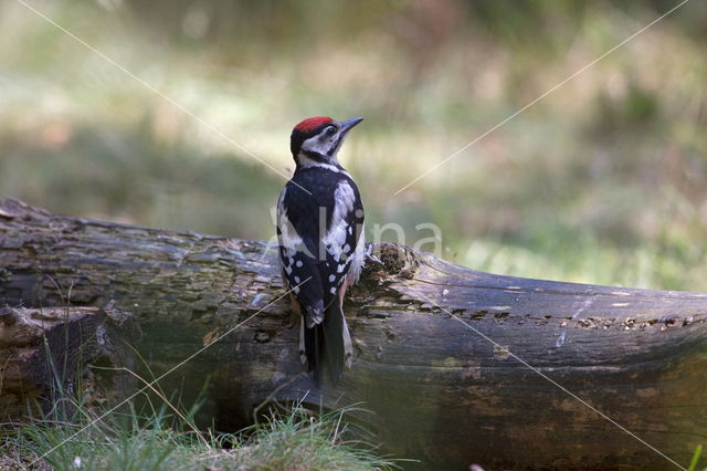 Grote Bonte Specht (Dendrocopos major)