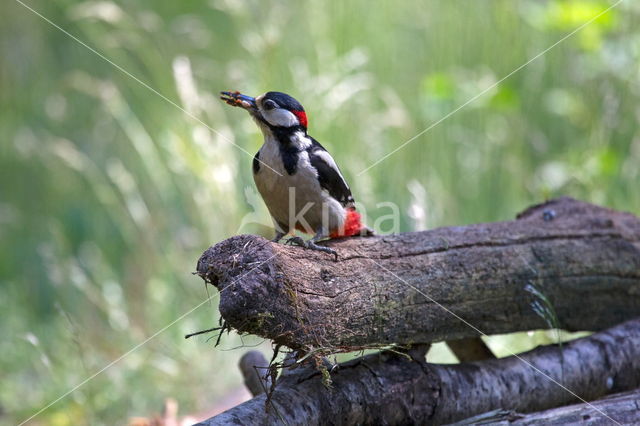 Grote Bonte Specht (Dendrocopos major)