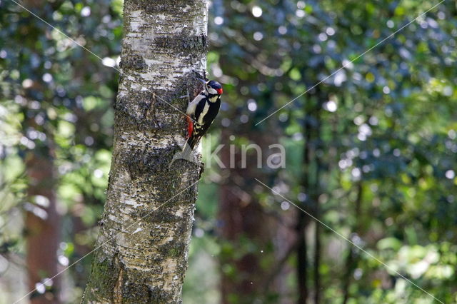 Grote Bonte Specht (Dendrocopos major)